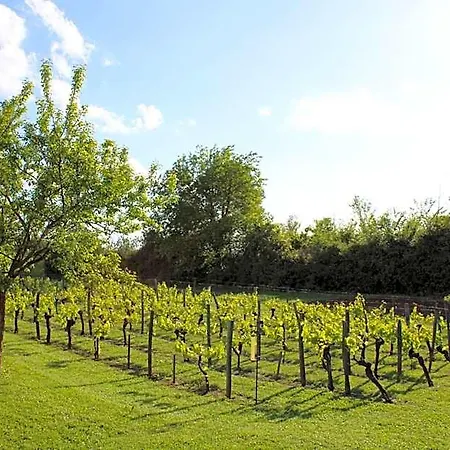 La Vigneraie De Laura Panzió Sainte-Colombe (Gironde)